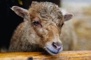 Kıvırcık yünlü ıslak bir koyunun yıpranmış ahşap bir çitin üstünden süzülüşü. Koyun sakin ve huzurlu görünüyor, muhtemelen bir çiftlik ortamında.