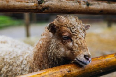 Kıvırcık yünlü ıslak bir koyunun yıpranmış ahşap bir çitin üstünden süzülüşü. Koyun sakin ve huzurlu görünüyor, muhtemelen bir çiftlik ortamında.