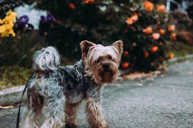 Şirin bir Yorkshire teriyeri canlı çiçeklerin yanında poz veriyor, güneşli bir günde yürüyüş yapıyor. Çekici bir Yorkie köpeği çiçeklerin arasında duruyor..