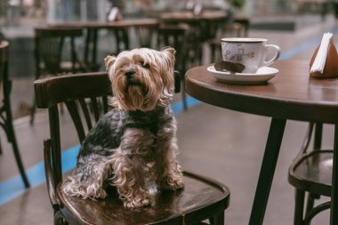 Bir Yorkshire teriyeri köpeği bir kafede sabırla oturur, masada bir kahve fincanı ile. Lokantada sandalyede oturan sevimli bir Yorkie Doggy. Ne hoş bir sahne.. 
