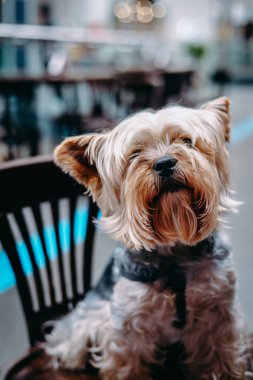 Bir Yorkshire Terrier köpeği ahşap bir sandalyede oturur ve kameraya bakar. Doğrudan bir kafede oturan Yorkie köpeği. İngiliz köpeğin cinsi..