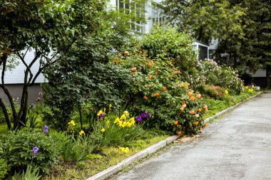 Güneşli bir günde çiçek açan süsen ve güllerle dolu renkli bir bahçe yatağı, patikanın yanında. Tamamen açan farklı çiçekler, arka bahçenin güneşli bir günü.