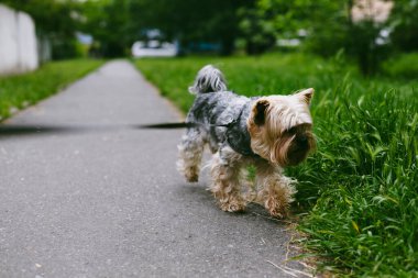 Bir Yorkshire teriyeri bir yaz günü yeşil çimenleri koklar ve patikada yürümenin tadını çıkarır. Şirin bir Yorkie Doggy dışarıda yürüyor. İngiliz cins köpek..