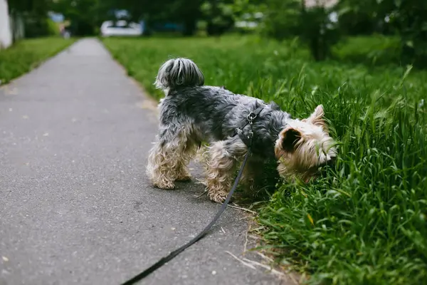 Bir Yorkshire teriyeri bir yaz günü yeşil çimenleri koklar ve patikada yürümenin tadını çıkarır. Şirin bir Yorkie Doggy dışarıda yürüyor. İngiliz cins köpek..
