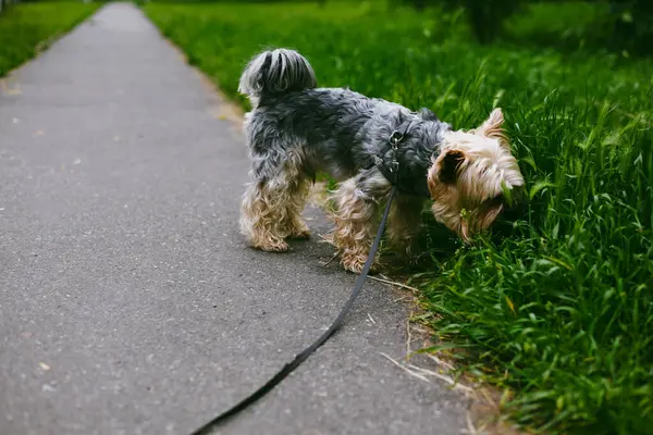 Bir Yorkshire teriyeri bir yaz günü yeşil çimenleri koklar ve patikada yürümenin tadını çıkarır. Şirin bir Yorkie Doggy dışarıda yürüyor. İngiliz cins köpek..