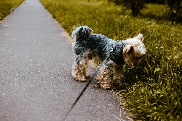 Bir Yorkshire teriyeri bir yaz günü yeşil çimenleri koklar ve patikada yürümenin tadını çıkarır. Şirin bir Yorkie Doggy dışarıda yürüyor. İngiliz cins köpek..