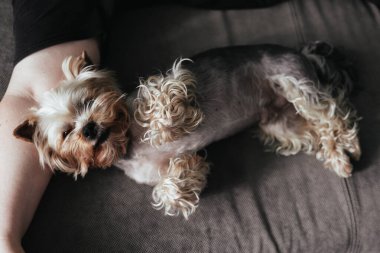 Şirin bir Yorkshire Terrier köpeği, gri bir kanepede sahibinin koluyla rahat bir uyku çeker. Küçük Yorkie bir köpek evde huzur içinde dinleniyor..