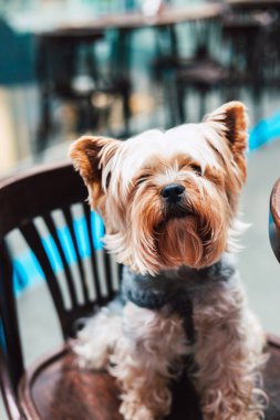 Güzel bir Yorkshire Teriyeri köpeği ahşap bir sandalyede oturur ve doğrudan kameraya bakar. Sevimli bir Yorkie fino köpeği sabırla evcil hayvan dostu bir kafede oturur..