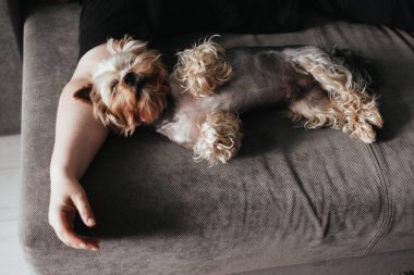 Şirin bir Yorkshire Terrier köpeği, gri bir kanepede sahibinin koluyla rahat bir uyku çeker. Küçük Yorkie bir köpek evde huzur içinde dinleniyor..