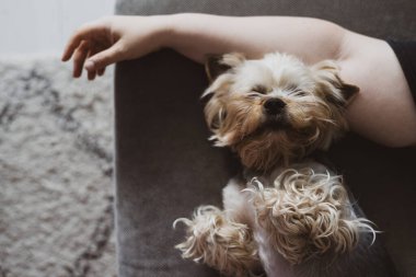 Şirin bir Yorkshire Terrier köpeği, gri bir kanepede sahibinin koluyla rahat bir uyku çeker. Küçük Yorkie bir köpek evde huzur içinde dinleniyor..