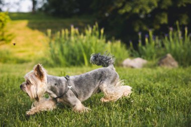 Bir Yorkshire Teriyeri canlı yeşil bir çayırda eğlenceli bir koşunun tadını çıkarır. Mutlu bir Yorkshire Teriyeri, güneşli bir günde yemyeşil bir çayırda koşar ve neşe dolu enerjisini gösterir..