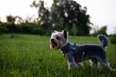 Güneşli bir günde, bir Yorkshire Terrier köpeği çimenli bir tarlada duruyor. Sevimli bir Yorkie köpeği yeşil çimlerin üzerinde duruyor, akşamları kameraya bakıyor..
