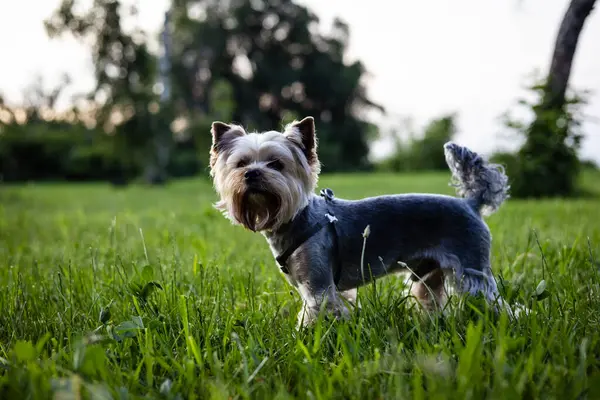 Güneşli bir günde, bir Yorkshire Terrier köpeği çimenli bir tarlada duruyor. Sevimli bir Yorkie köpeği yeşil çimlerin üzerinde duruyor, akşamları kameraya bakıyor..