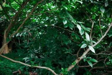 Orman tepe örtüsü yaprakların arasından süzülen ışıkla yeşil katmanlar sergiliyor. Dalların ve yaprakların hakim olduğu yemyeşil orman manzarası derinlik ve sükunet hissi yaratıyor. Yağmur ormanları.