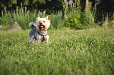Meraklı, mutlu bir Yorkshire Teriyeri yemyeşil çimenli bir arazide güneşli bir günde yürüyüşe çıkar. Çimenli bir çayırda koşum takımı takılı küçük bir Yorkie köpeği var. Neşeli köpek yavrusu.