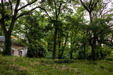 Doğal güzellikleri yansıtan, binalı huzurlu bir orman manzarası. Yoğun yaprakların arasından süzülen güneş ışığıyla yemyeşil bir ormanın huzurlu manzarası. Bir bina görülüyor. Terk edilmiş malikane.. 