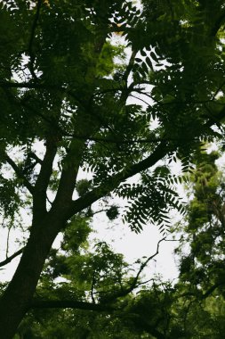 Güneş yoğun yeşil yaprakların arasından süzülerek barışçıl ve doğal bir manzara yaratır. Çerçeveyi dolduran yemyeşil bir ağaç tepesi dalların ve canlı yeşil yaprakların karmaşık ağını gözler önüne seriyor.. 