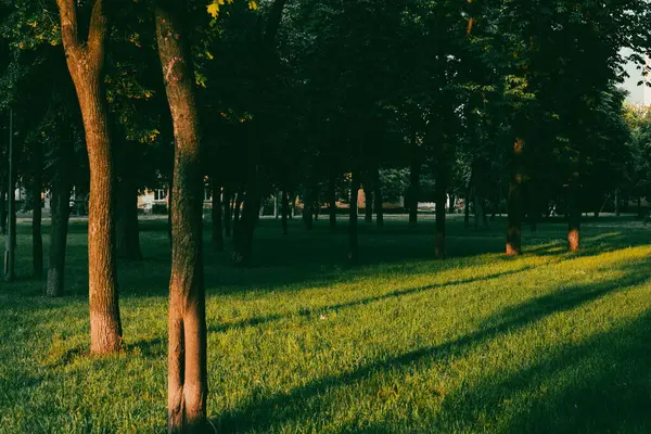 Güneşli park sahnesi, ağaçlar, yeşil çimenler ve öğleden sonraları uzun gölgeler. Batan güneşin sıcacık parıltısıyla yıkanan sakin bir park sahnesinde yemyeşil çimenler ve uzun ağaçlar vardı..