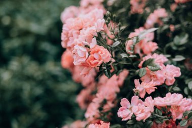 Güzel pembe güller narin yapraklarını yemyeşil bir bahçe ortamında sergiler. Yakın plan bir çekim, narin pembe güller sergiliyor tamamen çiçek açmış, bulanık yeşil bir arka plana karşı..