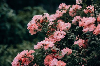 Güzel pembe güller narin yapraklarını yemyeşil bir bahçe ortamında sergiler. Yakın plan bir çekim, narin pembe güller sergiliyor tamamen çiçek açmış, bulanık yeşil bir arka plana karşı..