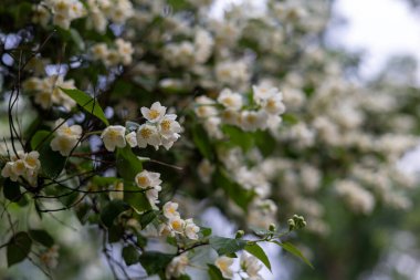 Narin yapraklar ve yemyeşil yapraklarla dolu güzel yasemin çiçekleri. Güzel beyaz yasemin çiçeklerinden oluşan yakın plan bir dalda çiçek açıyor, yemyeşil bir arka planı var.