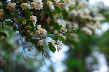 Narin yapraklar ve yemyeşil yapraklarla dolu güzel yasemin çiçekleri. Güzel beyaz yasemin çiçeklerinden oluşan yakın plan bir dalda çiçek açıyor, yemyeşil bir arka planı var.
