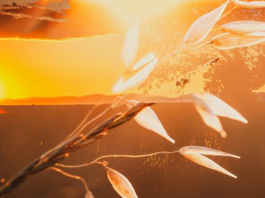 Batan güneş tarafından aydınlatılan buğday sapı, gün batımının yumuşak altın ışığıyla narin bir buğday sapının yakın çekim görüntüsünü oluşturur.