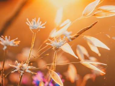 Gün batımının sıcacık parıltısı, kır çiçeklerinin olduğu bir tarlayı altın ışığa boğar. Gün batımında narin kır çiçekleri ve altın otlardan oluşan güneşli bir tarla sıcak ve yumuşak bir atmosfer yaratıyor. Sanatsal çiçek arkaplanı.