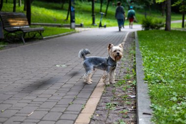 Güneşli bir günde, büyüleyici bir Yorkshire Teriyeri parkta poz verir, yürüyüşünden zevk alır. Yorkie Köpeği tuğla bir yolda durur, bulanık arka planda insanlar olan bir parkın kenarına bakar..