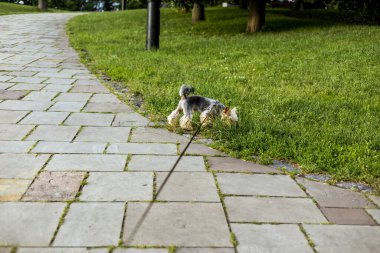 Tasmalı bir Yorkshire teriyer köpeği parkın çimenli bölgesini keşfediyor. Küçük bir köpek güneşli bir günde taştan bir yolun kenarında çimenleri kokluyor. Dışarıda yürüyüş yapan evcil hayvan..