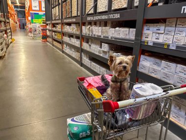 Kyiv, Ukrayna 14 Haziran 2025 Yorkshire Teriyeri süpermarket alışveriş arabasının içinde geziniyor. Alışveriş merkezinin içinde alışveriş arabasında oturan sevimli bir Yorkie köpeği. Bir yoldaş köpek, kucak köpeği