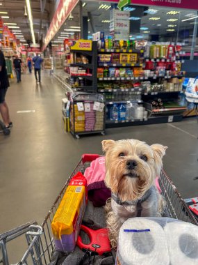 Kyiv, Ukrayna 14 Haziran 2025 Yorkshire Teriyeri süpermarket alışveriş arabasının içinde geziniyor. Alışveriş merkezinin içinde alışveriş arabasında oturan sevimli bir Yorkie köpeği. Bir yoldaş köpek, kucak köpeği