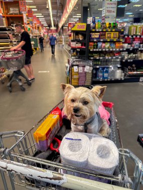 Kyiv, Ukrayna 14 Haziran 2025 Yorkshire Teriyeri süpermarket alışveriş arabasının içinde geziniyor. Alışveriş merkezinin içinde alışveriş arabasında oturan sevimli bir Yorkie köpeği. Bir yoldaş köpek, kucak köpeği