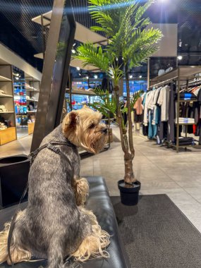 Kyiv, Ukrayna 1 Haziran 2025 Yorkshire Teriyeri bir perakende mağazasında sabırla sahibini bekliyor. Köpek bir koşum takımı ve tasmayla korunuyor. Alışveriş merkezinde bir evcil hayvan..