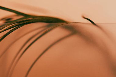 Yumuşak kıvrımlar ve palmiye yaprağının çizgileri rahatlatıcı bir etki yaratmak için sıcak sepya tonunda soyut bir klasik tasarım oluşturur. Huzurlu bir arkaplan için mükemmel bir doğal sahne içeren soyut bir kompozisyon..