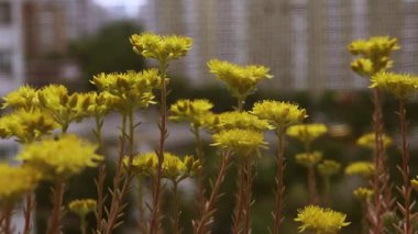 Bulanık şehir caddesinde çiçek açan güzel sarı çiçekler. Parlak sulu çiçeklerin yakın plan çekimi. Karmaşık detaylarını ve canlı renklerini gözler önüne seriyor. Bulanık arka planda.. 