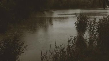 Ön planda sazlıklar olan hafif bir yağmurda sepya tonlu göl manzarası. Sakin su, sazlıklar ve doğal ortam içeren sepya tonlarında çekilen sakin bir gölet sahnesi. Sonbahar yağmurlu havası.