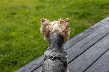 Bir Yorkshire Teriyeri yaz günü terasta ahşap bir güvertede oturur, arkadan yakalanır. Arkadan bir Yorkie köpeği, kemer takıyor, arka planda çimen tarlası var. Evcil bir hayvan bekliyor.