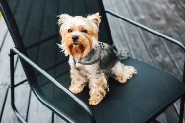Şirin bir Yorkshire teriyeri dışarıda siyah bir sandalyede sabırla oturur. Çekici bir Yorkie köpeği, terasta bir sandalyede oturur ve doğrudan kameraya bakar. Uslu çocuk. Evcil hayvan.. 