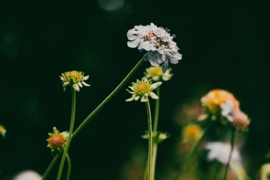 Yakın plan çekimde koyu yeşil arka planda beyaz çiçekler sergilenir. Koyu yeşil arka planı olan narin beyaz çiçeklerin yakın çekimi çiçeklerin doğal güzelliğini vurgular..