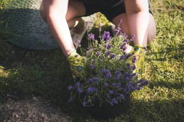 Bahçe eldivenleri giyen bir insan güneşli bir günde bahçede lavanta yetiştirir. Bir kadın arka bahçeye çiçek ekiyor. Görüntü, bitkinin saksısını yerleştirilmeye hazır tutan elleri gösteriyor..