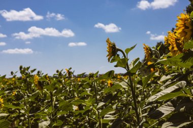 Mavi gökyüzünün altında sarı ayçiçekleriyle dolu güzel bir tarla manzarası. Canlı bir güneş çiçeği tarlası gün ışığında güneşlenir. Tarlalarda tarım ve tohum yetiştirme. Kırsal alan.