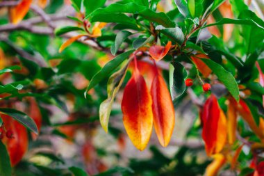 Bir ağaç dalındaki renkli sonbahar yapraklarının yakın plan çekimi, canlı ayrıntıları gösteriyor. Dalların üzerinde canlı yeşil ve renkli yaprakların yakın plan, doğa temaları için ideal bulanık bir arka plan..
