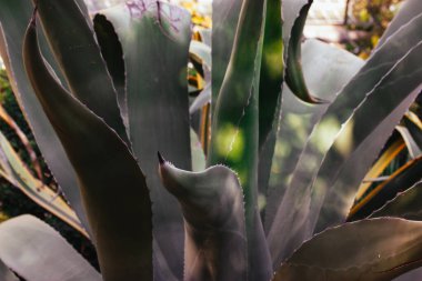 Geniş ve dokulu yapraklarını doğal ışıkta sergileyen agave bitkisinin detaylı bir görüntüsü. Dev bir agave bitkisinin yakın plan çekimi, doğal ışıklandırmayla geniş, kalın ve dikenli yapraklarını sergiliyor.