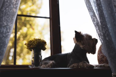 Bir Yorkshire teriyer köpeği pencere pervazında dinleniyor, yumuşak ışığın tadını çıkarıyor. Profilde bir Yorkie köpek ağızlığı, yanında sarı çiçeklerden oluşan bir vazo, pencereden süzülen yumuşak bir ışık. Ahlaksız his.