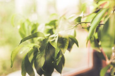 Yumuşak güneş ışığıyla aydınlatılan canlı yeşil yapraklar dingin ve doğal bir ortam yaratıyor. Yumuşak güneş ışığıyla yıkanmış yeşil yapraklar, sakin ve doğal bir manzara yaratıyor..