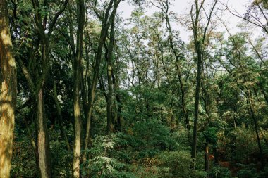 Yeşil yaprakların arasından süzülen uzun ağaçlar ve güneş ışığı olan derin bir orman. Yüksek ağaçların yer aldığı gür ahşap sahne. Güneş ışığı gölgelikten süzülerek doğal bir atmosfer yaratıyor. Doğa.