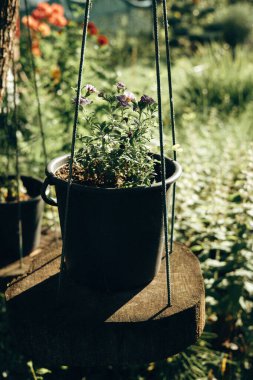  Güneşli bir bahçede mor çiçeklerin sergilendiği bir saksı, güneşli resmi bir bahçede, ahşap bir kesikle asılı bir saksı, sükunet ve doğal güzelliği çağrıştırıyor..