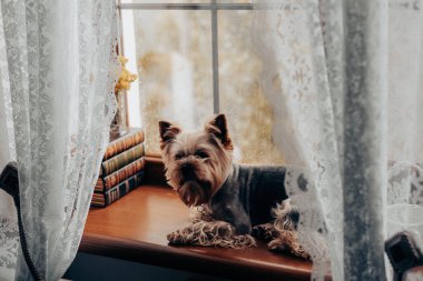 Bir Yorkshire teriyeri bir pencere eşiğinde rahatlar, bir evin atmosferinin tadını çıkarır. Büyüleyici bir Yorkie köpeği, ince dantel perdelerle çerçevelenmiş ahşap pencere eşiğinde dinlenir ve rahat bir atmosfer yaratır..