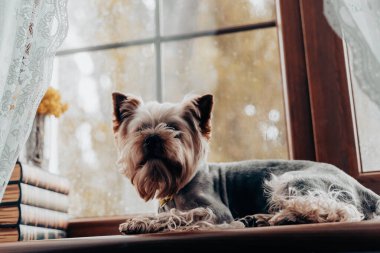 Bir Yorkshire teriyeri bir pencere eşiğinde rahatlar, bir evin atmosferinin tadını çıkarır. Büyüleyici bir Yorkie köpeği, ince dantel perdelerle çerçevelenmiş ahşap pencere eşiğinde dinlenir ve rahat bir atmosfer yaratır..